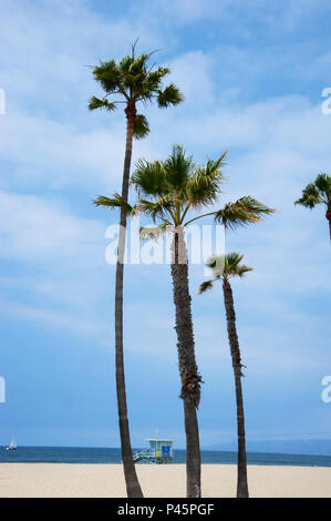 Palmen am Venice Beach in Los Angeles, CA Stockfoto