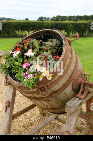 Ein whisky Barrel mit Blumen in einem Garten gepflanzt Stockfoto