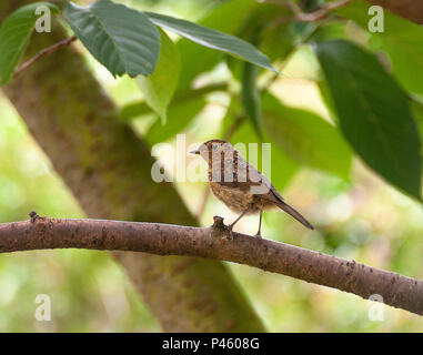 Ein Jugendlicher Robin thront auf einem Zweig in einem blühenden Kirschbaum auf der Suche nach Nahrung in einem Garten in Alsager Cheshire England Vereinigtes Königreich Großbritannien Stockfoto