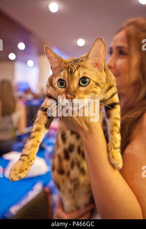 SAO PAULO, SP, Brasil, 09-03-2014, 12:00 Uhr: Gato da raça Bengal Partizipation da exposicao de Gatos realizada kein Club Homs, der Avenida Paulista. (Foto: Ze Carlos Barretta) Stockfoto