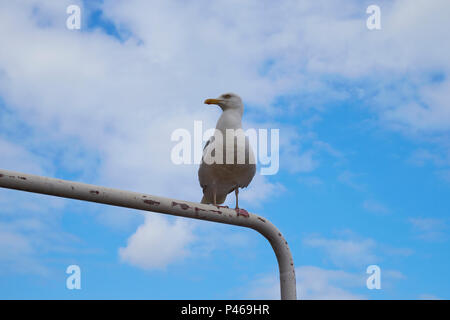 Ein Blick auf der Suche nach einer Sturmmöwe (Larus canus) oder Möwe, auf einem weißen Metallstab in die Rechte mit Himmel und weiße Wolke in den Boden zurück Suche sat Stockfoto