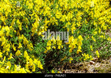 Haarige Greenweed, Genista pilosa 'Gelb' des Spreuverteilers Stockfoto