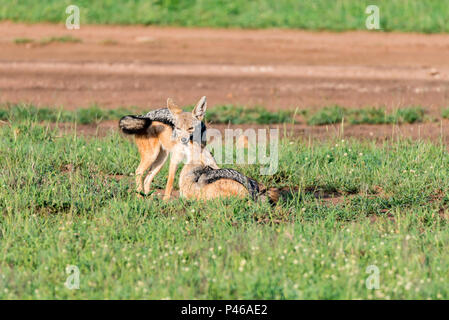 Zwei schwarz-backed Jackals oder Canis mesomelas spielen Stockfoto