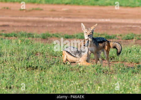 Zwei schwarz-backed Jackals oder Canis mesomelas spielen Stockfoto