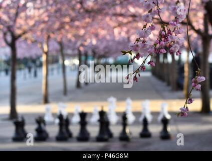 Am frühen Morgen in der Rosa Park der Kirschbäume in Stockholm Kungsträdgården. April, 2018. Stockfoto