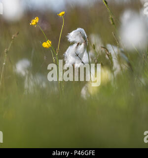 Blossom Baumwolle Gras und Butter Cups in einem sumpfgebiet von Sommer auf der schwedischen Insel Oland Stockfoto