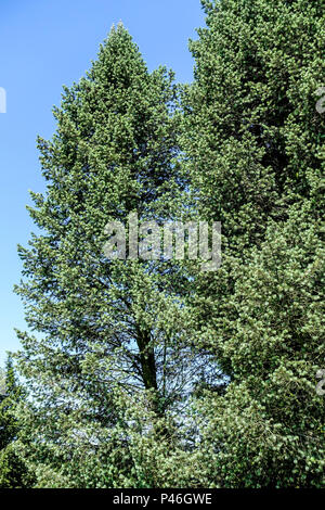 Pseudotsuga menziesii-Baum " Pyramidalis glauca " Pseudotsuga menziesii Douglasienbaum Stockfoto