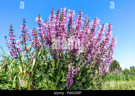 Hardy Salvia pratensis 'Pink Delight', Perennial Meadow Clary Flowers Stockfoto