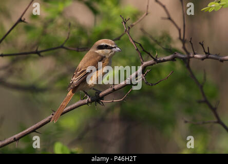 Braun Shrike (Lanius cristatus) Erwachsenen auf dem Zweig Hebei, China Mai 2011 thront Stockfoto