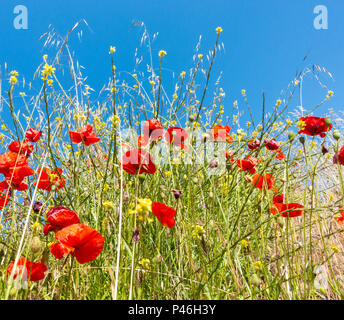 Mohn gegen den blauen Himmel in wildflower Meadow Stockfoto