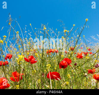 Mohn gegen den blauen Himmel in wildflower Meadow Stockfoto