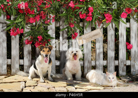 Jack Russell, Malteser Hund und eine weiße Katze an einen Zaun mit einem blühenden oleander Strauch sitzen Stockfoto