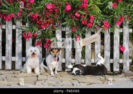 Jack Russell, Malteser Hund und einen Smoking Hauskatze an einem Zaun mit einem blühenden oleander Strauch sitzen Stockfoto