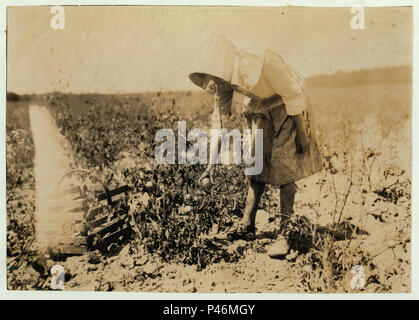 11-jährige Mädchen pflücken Tomaten auf Bauernhof von W.T. Hill. LOC nclc. 00584. Stockfoto