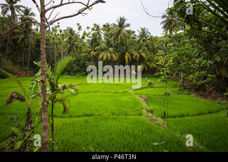 Reisfeld in Nord Goa Stockfoto