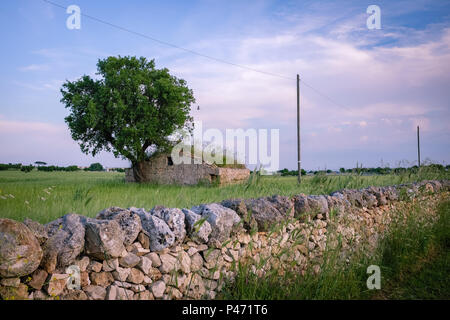 Ländliche Trockenmauern Hütte in Murgia Landschaft. Apulien, Italien Stockfoto