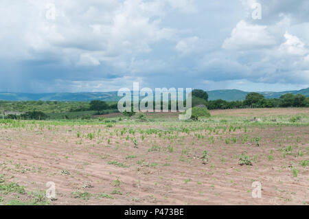 GUANAMBI, BAHIA - 20/12/2014: E PAISSAGENS LOCAIS DO MUNICÍPIO DE GUANAMBI - Plantação. (Foto: mourão Panda/Fotoarena) Stockfoto