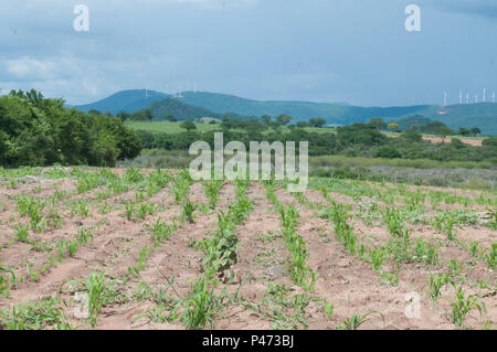 GUANAMBI, BAHIA - 20/12/2014: E PAISSAGENS LOCAIS DO MUNICÍPIO DE GUANAMBI - Plantação. (Foto: mourão Panda/Fotoarena) Stockfoto