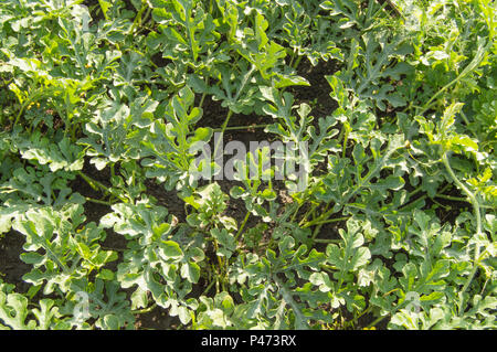 Junge Triebe der Wassermelone wachsen auf dem Boden im Garten, den Anbau von Melonen Stockfoto