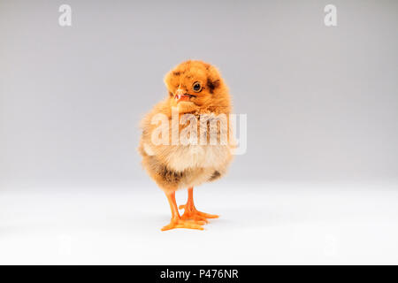 Braun Huhn auf einem weißen Hintergrund, niedliche Tiere, Haustiere Stockfoto