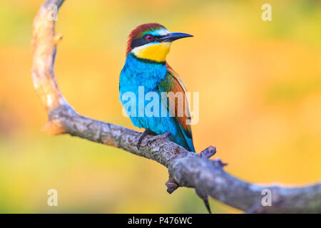 Wunderschöne Vogel mit exotischen Federn im Sonnenlicht, Wildnis und einzigartige Momente Stockfoto