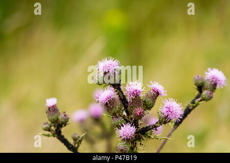 Nahaufnahme von Creeping Thistle, Cirsium arvense, gegen einen unscharfen Hintergrund, Dorset, Großbritannien Stockfoto