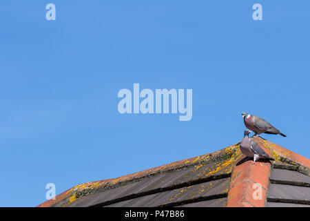 Zwei Holz Tauben, Columba polumbus. auf einem Dach, Dorset, Großbritannien Stockfoto