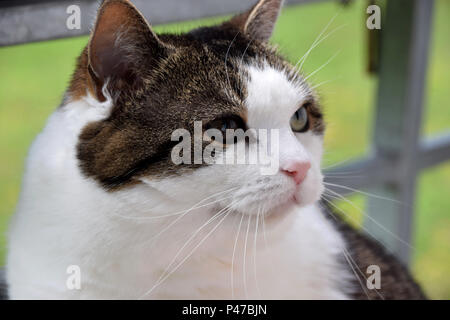 Weiße und Braune aufmerksam cat Makroaufnahme der Gesicht, Portrait eines alten Hauskatze Stockfoto