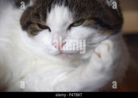 Müde Katze portrait Nahaufnahme, Porträt eines alten Hauskatze Stockfoto