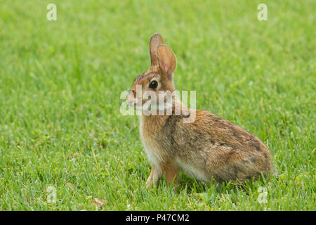 Eine östliche cottontail rabbit Befall mit Zecken. Stockfoto