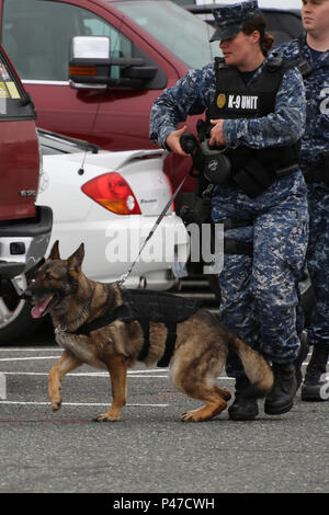 160621-N-DC 740-015 Oak Harbor, Washington (21. Juni 2016) Master-at-Arms 2. Klasse Lindsey Bakke und militärischen Gebrauchshund (MWD) Fien suche einen Parkplatz während einer explosivstoffabfragung Training übung an der Naval Air Station Whidbey Island. (U.S. Marine Foto von Mass Communication Specialist 2. Klasse John hetherington/Freigegeben) Stockfoto