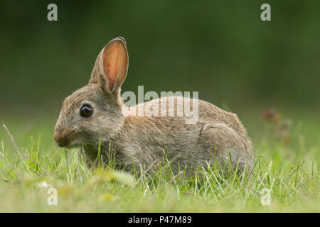 Europäische Kaninchen, Oryctolagus cuniculus, junge Kaninchen füttern im Gras, Mai, Norfolk, Großbritannien, Stockfoto