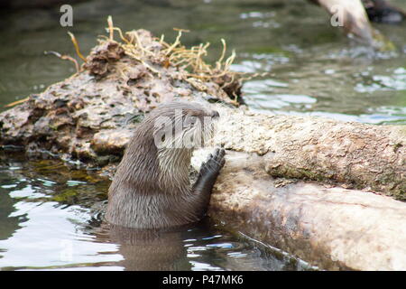 Schließen Sie herauf Bild eines asiatischen kleinen Krallen Otter mit kopieren. Stockfoto