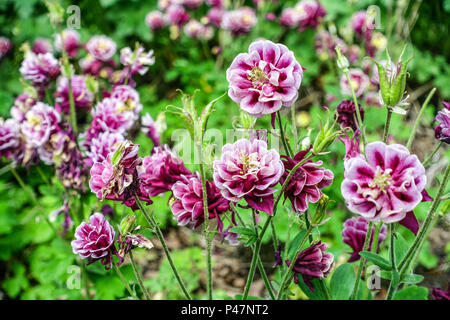 Akelei, Aquilegia vulgaris 'Doppel Winky Rot und Weiß" Stockfoto