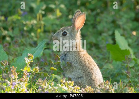 Europäische Kaninchen, Oryctolagus cuniculus, junge Wilde Kaninchen füttern im sonnigen Flecken von Gras und Unkraut, Norfolk, Großbritannien, Stockfoto