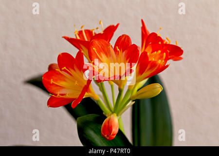 Clivia (Kaffir Lily) flowerhead. Stockfoto