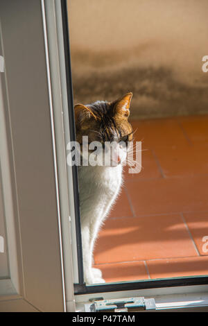 Tabby und weiße Katze sitzt vor der Tür. Stockfoto