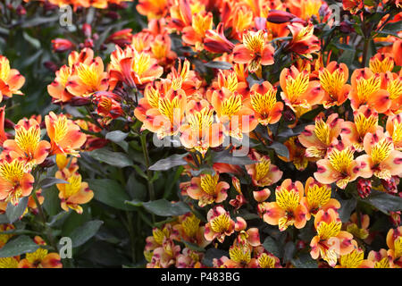 Alstroemeria Indian Summer 'Tesronto' Blumen. Stockfoto