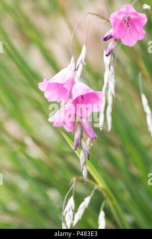 Dierama pulcherrimum Blumen. Stockfoto