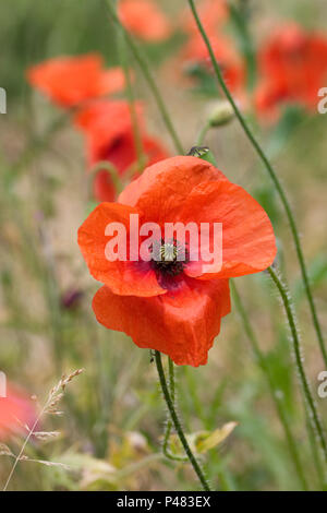 Mohn Klatschmohn Blumen. Stockfoto