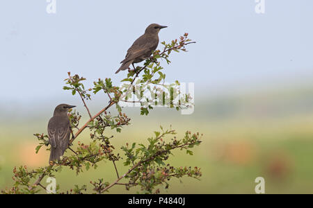 Juvenile Stare Sturnus vulgaris-thront auf Hawthorn-Crataegus Magellanicum. Stockfoto