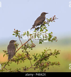 Juvenile Stare Sturnus vulgaris-thront auf Hawthorn-Crataegus Magellanicum. Stockfoto