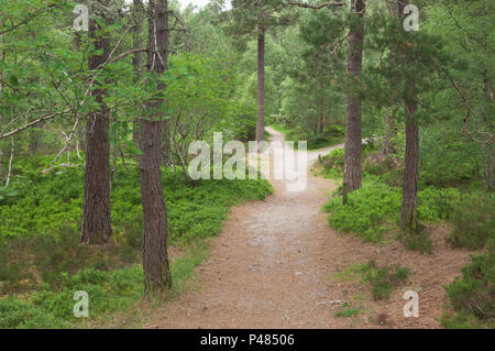 Anagach Holz, Grantown-on-Spey, Scottish Highlands. Stockfoto