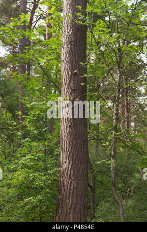 Anagach Holz, Grantown-on-Spey, Scottish Highlands. Stockfoto