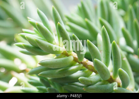 Green Rock Rose Cactus Stockfoto