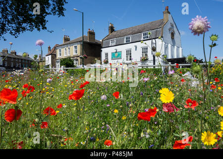 Wilde Wiese Blumen gegenüber der Sonne Gasthaus, Barnes Teich, Barnes, London, SW13, Großbritannien Stockfoto