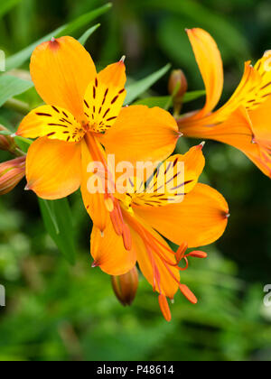 Orange blühenden Form der Peruanischen Lily, Alstroemeria aurea (A. aurantiaca), Blüte im Frühsommer. Stockfoto