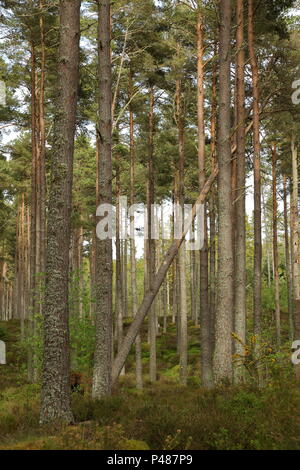 Schottische Kiefernwald, Camore Holz; Dornoch, Schottland. Großbritannien Stockfoto