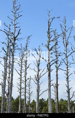 Schottische Kiefernwald, Camore Holz; Dornoch, Schottland. Großbritannien Stockfoto