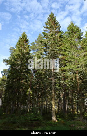 Schottische Kiefernwald, Camore Holz; Dornoch, Schottland. Großbritannien Stockfoto